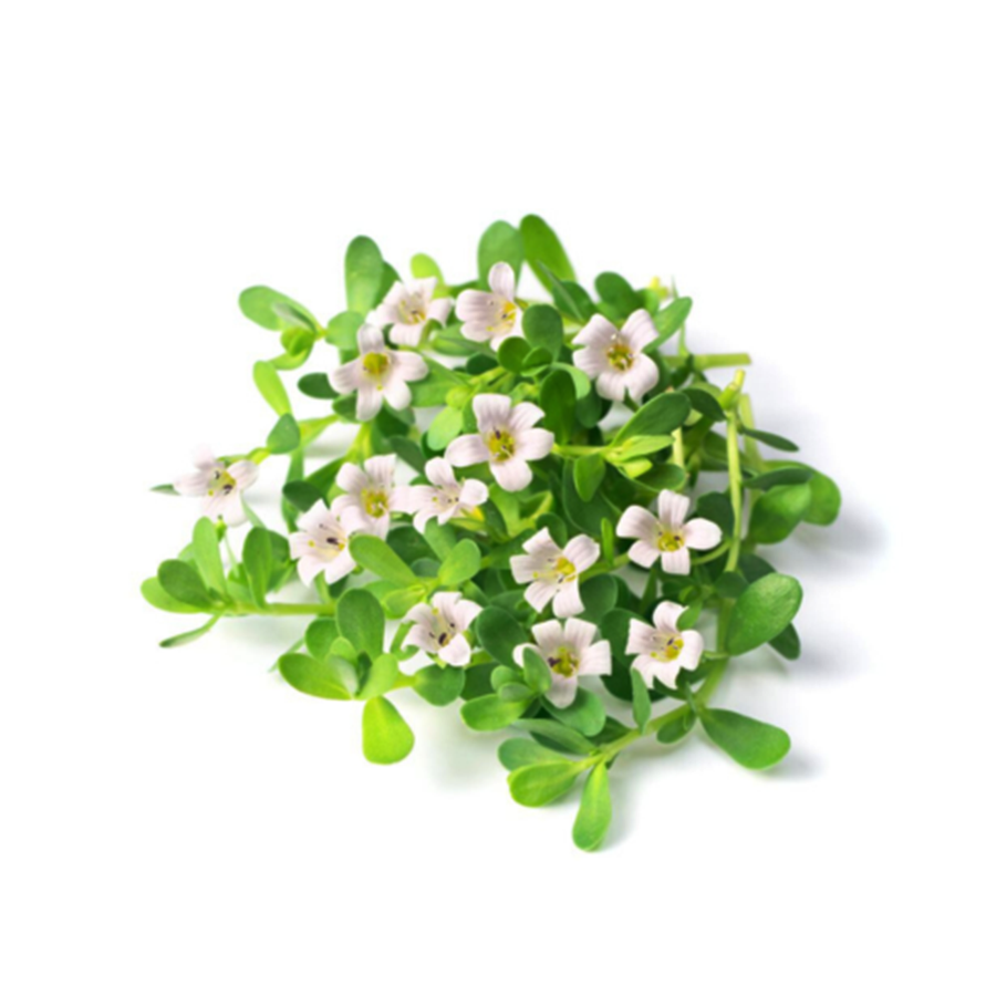 Brahmi - Herbal