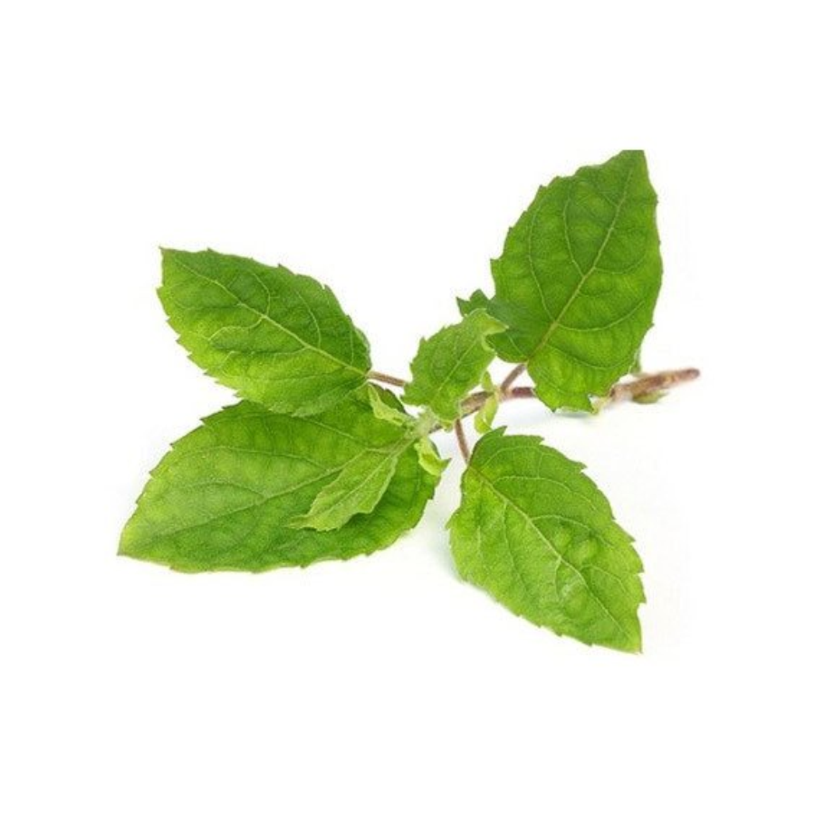 Tulsi-Herbal